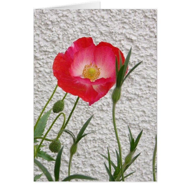 Cartão Notelet da papoila (Frente)