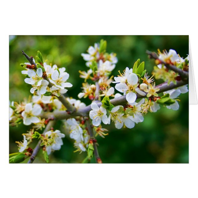 Cartão Notelet do vazio - Primavera Hawthorn com Dapagem  (Frente horizontal)