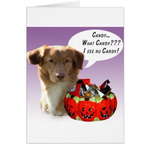 Cartão Nova Escócia Duck Tolling Retriever Halloween Cand