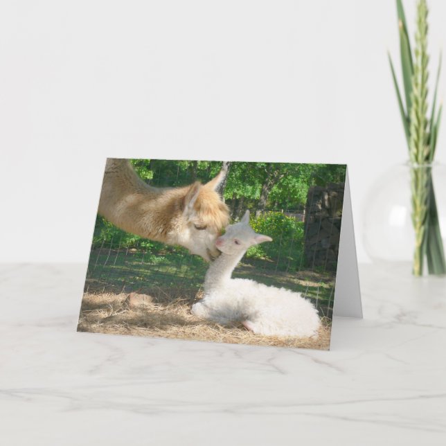 Cartão Nova placa Cria (Frente)