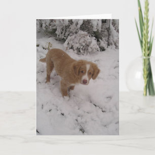 Cartão Nova_Scotia_Duck-Tolling_Retriever, pop na neve