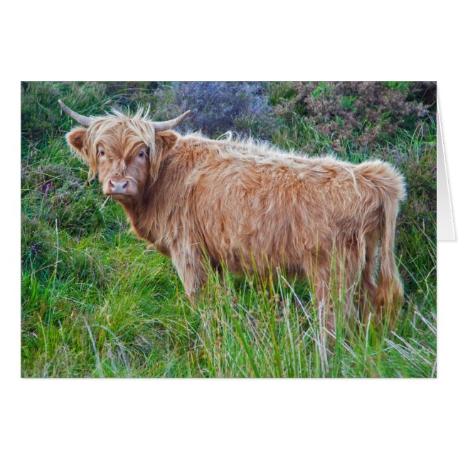Cartão novo da vaca das montanhas (Frente Horizontal)