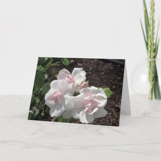 Cartão Novo Rosa de Subida Rosa de Aurora (Frente)