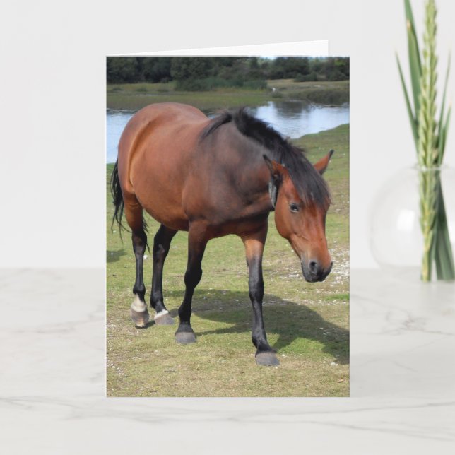 Cartão Novo Vazio de pônei da floresta (Frente)