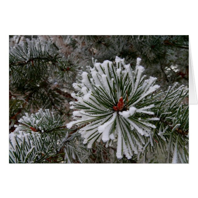 Cartão Novos Cones de Pino (Frente Horizontal)