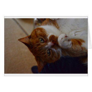 Cartão Noz-moscada brincalhão