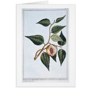 Cartão Noz-moscada, placa 7, 'da coleção Precieuse e Enl