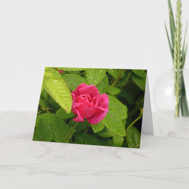 Cartão Ntecard Rosebud (Frente)