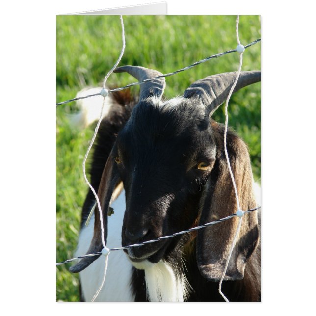 Cartão Nubian Billy Goat (Frente)