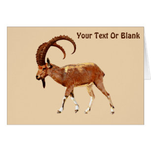 Cartão Nubian Ibex - Ein Gedi