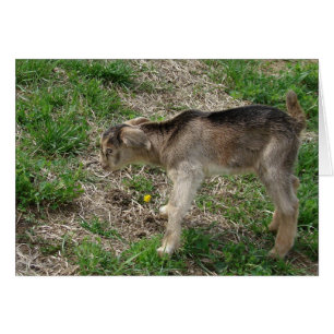 Cartão Nubiano Billy Kid em um dia de idade