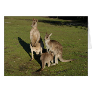 Cartão Nuclear 'Roos