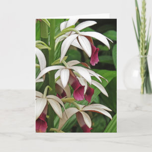 Cartão Nun's Orchid Blossoms Greeting Card
