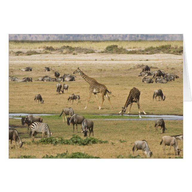 Cartão Ñus, Zebras e Girafas (Frente Horizontal)