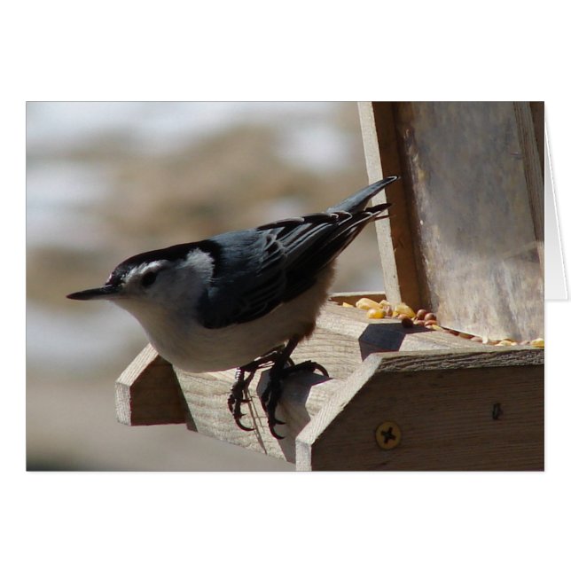 Cartão Nuthatch (Frente Horizontal)