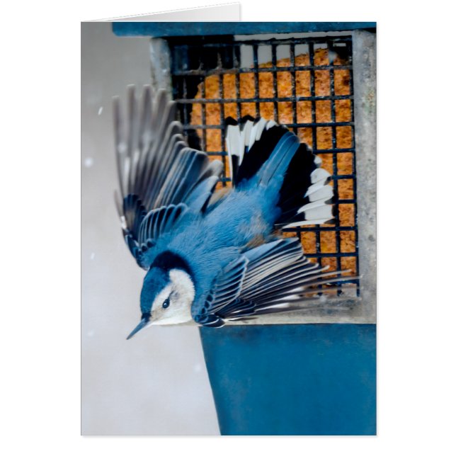 Cartão Nuthatch Branca em Neve - Foto original (Frente)
