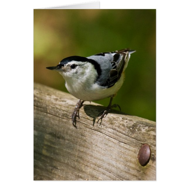 Cartão Nuthatch de Brecha Branca (Frente)