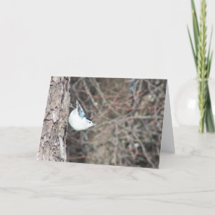 Cartão Nuthatch de peito branco