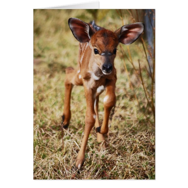 Cartão Nyala veado de 3 dias (Frente)