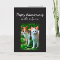 O aniversário amou um humor do gato