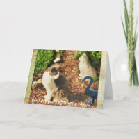 O Aniversário Planeamento leva uma vila, gatos e a