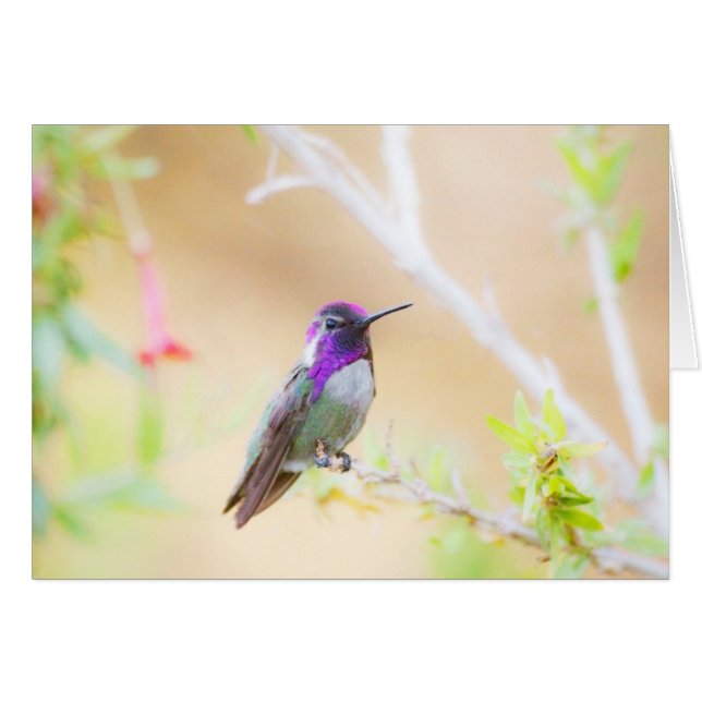 Cartão O beija-flor de Costa na folhagem (Frente Horizontal)