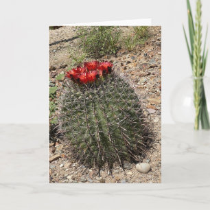 Cartão O Belo Cacto 🌵
