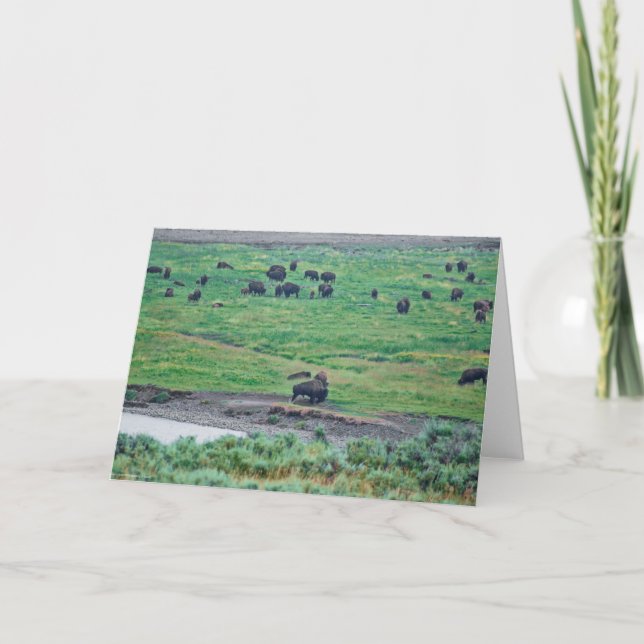 Cartão O Bison Americano (Frente)