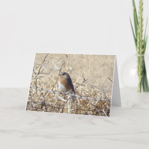 Cartão O Bluebird & cardinal, vida são uma canção