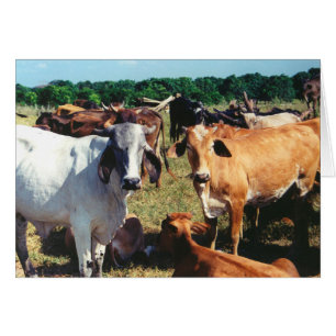 Cartão O branco e as vacas de Brown fecham-se acima no