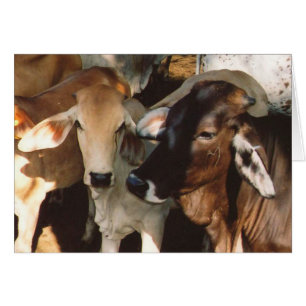 Cartão O branco e as vacas de Brown fecham-se acima no