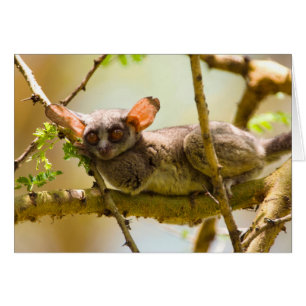 Cartão O Bushbaby do Senegal (Galago Senegal)