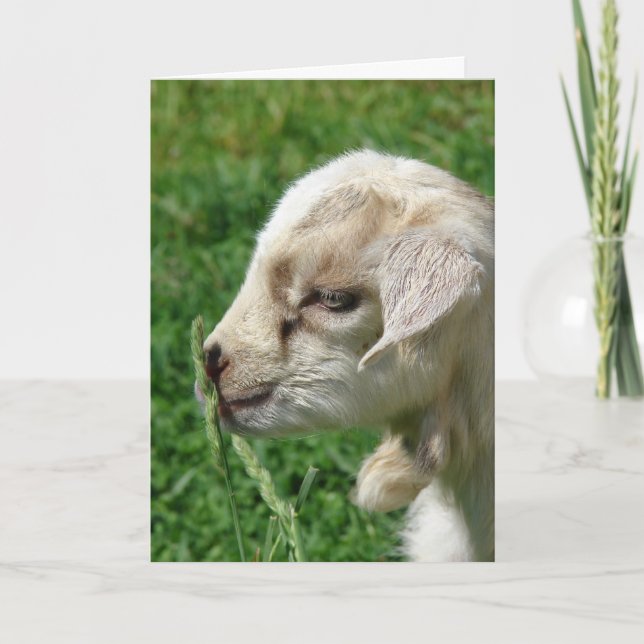 Cartão O Cabrito Flor de Páscoa (Frente)