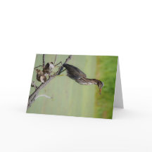 O Caçador Verde: Um Herão Verde na Vigia