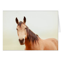 O cavalo de Tan olha-o