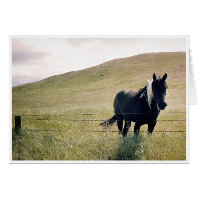 Cartão O Cavalo de Tinta (Frente Horizontal)
