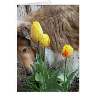 Cartão O Collie e as tulipas
