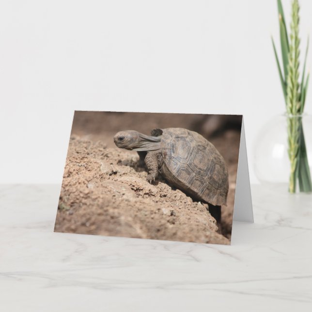 Cartão O desafio da tartaruga (Frente)