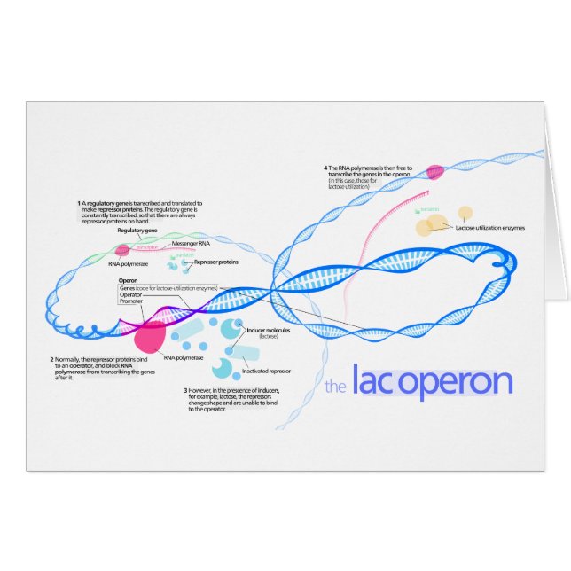 Cartão O diagrama de Operon da laca (Frente Horizontal)