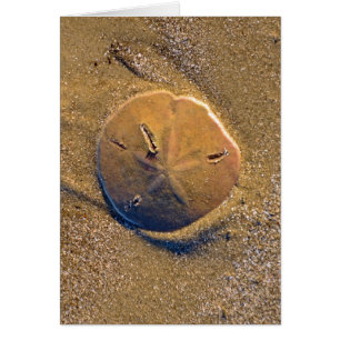 Cartão O dólar de areia revelou na praia Hilton Head