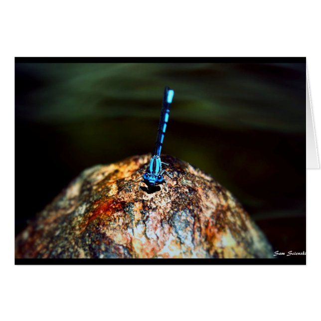 Cartão O Dragonfly Solitário (Frente Horizontal)