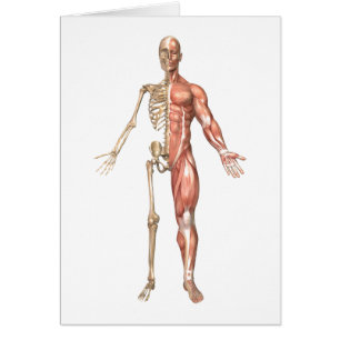 Cartão O esqueleto humano e o sistema muscular,