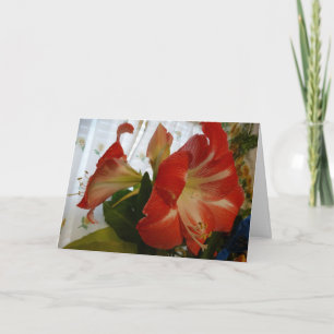 Cartão O Favor de Deus, Stargazer Amaryllis