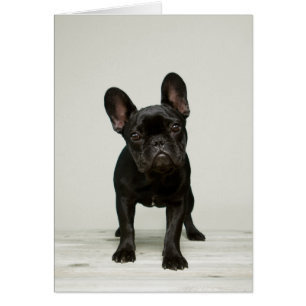 Cartão O filhote de cachorro o mais bonito do buldogue