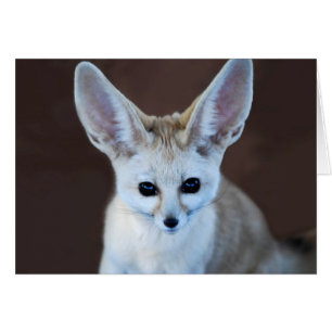 Cartão O Fox o mais bonito de Fennec dos mundos
