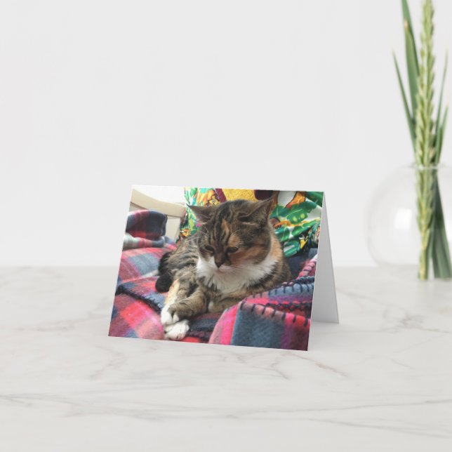 Cartão o gatinho obtem o notecard bom #2 (Frente)