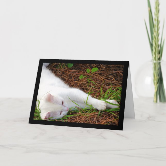 Cartão O Gato nas Agulhas de Pinheiro (Frente)