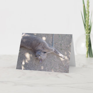 Cartão O gato quer o bolo de aniversário!