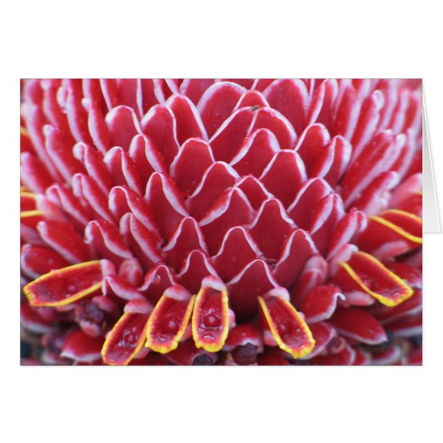 Cartão O Gengibre da Tocha dos Reis (Frente Horizontal)