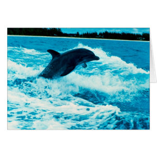 Cartão O golfinho de Bottlenose (truncatus) do Tursiops,